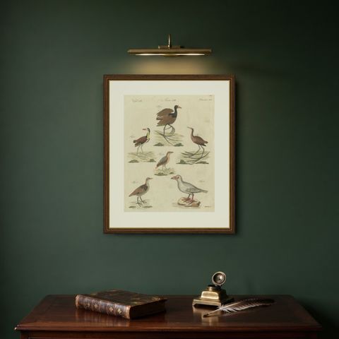 Jacanas and Wading Birds with Long Toes, Antique Bertuch Print, circa 1805, shown framed on a wall