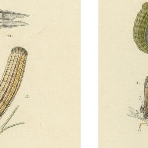 Antique Hand-Colored Satyrus Statilinus Butterfly Pair by Sepp & Brants, 1905, close-up 5