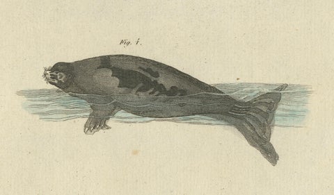 Antique Handcolored Engraving of Seals and Amphibious Mammals, c.1800, close-up 2