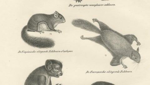 Antique Lithographs of Squirrels & Flying Squirrels, 19th Century, close-up 4