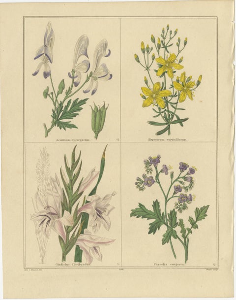 Botanical Flower Engravings from The Botanic Garden, London 1836, view 3