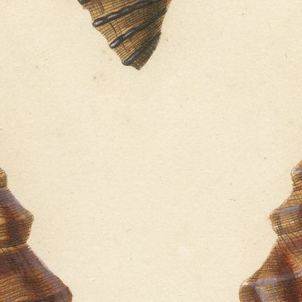 Turbinelle (Turbinella): Antique Sea Shell Print, circa 1840, close-up 1