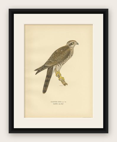 Antique Bird Print of the Eurasian Sparrowhawk by Von Wright '1929', shown framed
