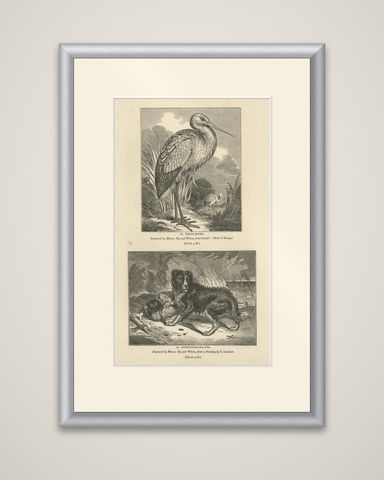 Old Antique Print of a White Stork and Newfoundlander Dog, 1835, shown framed