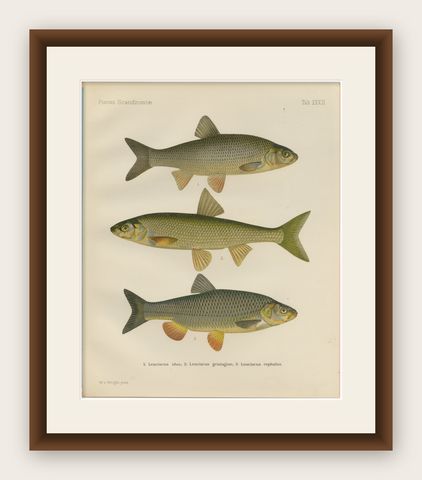 Dace and Chub - Graceful Scandinavian Freshwater Fish Lithograph, 1895, shown framed
