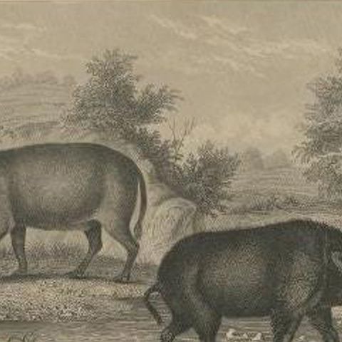 Antique Print of an Elephant, Tapir and Other Animals, C.1855, close-up 1