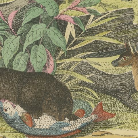 Antique Kangaroo and Otter Print with Ermine and Skunk, Kolb Mammals, circa 1890, close-up 4