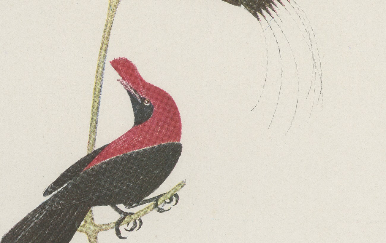 Cotingas and Long-Tailed Manakins, Brazilian Bird Print, Descourtilz, 1944, view 5
