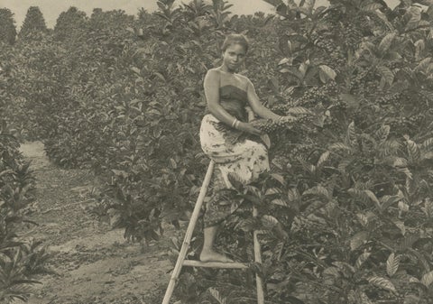 Coffee Picker Portrait, Deli Plantations, Sumatra, Dutch East Indies, c.1900, close-up 4