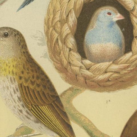 Antique Bird Print of the Orange-Cheeked Waxbill Cordon Blue and Others, close-up 2