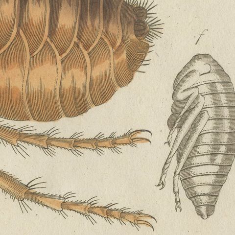 Flea and Louse Under the Microscope, Antique Bertuch Print, circa 1805, close-up 5