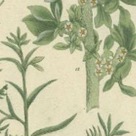 Antique Hand-Coloured Botany Print of Various Plants, 1742, close-up 1