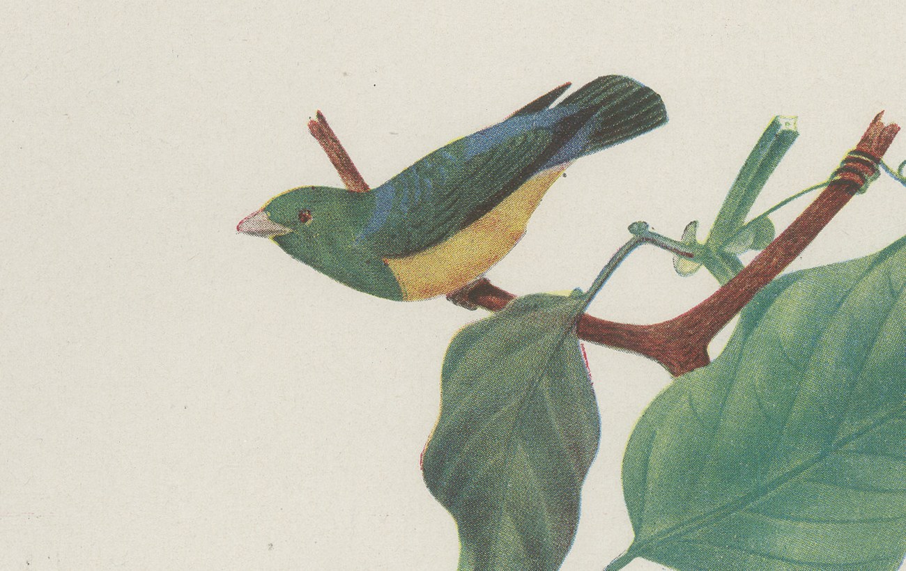 Tanagers and Euphonias on a Papaya, Brazilian Bird Print, Descourtilz, 1944, view 3