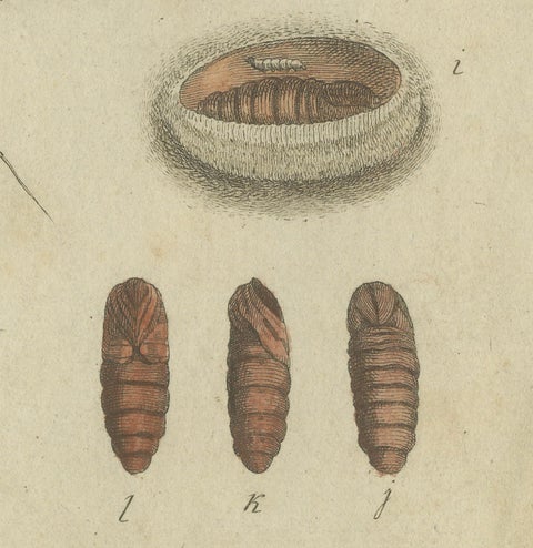 Antique Handcolored Engraving of Silkworm Life Cycle, c.1800, close-up 2