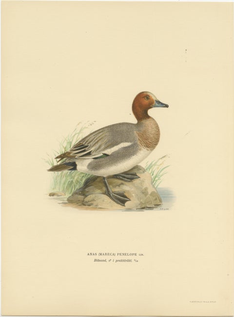 Rustic Grace: A Vintage Print of The Eurasian Wigeon by Magnus von Wright, 1929, view 2