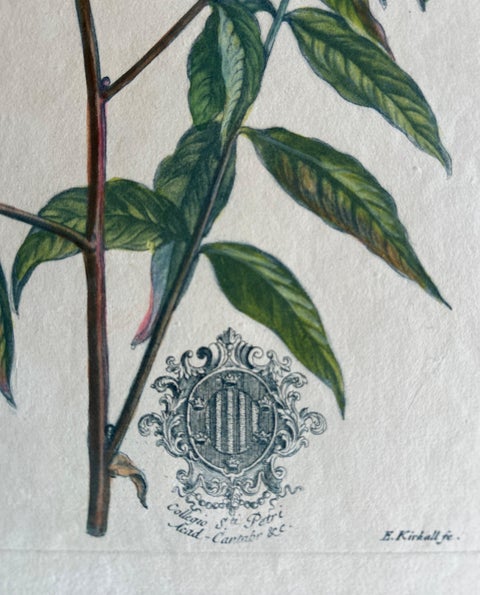 Set - Cassia Barbadensis & Marilandica, Botanical Prints by John Martyn c.1728, view 5