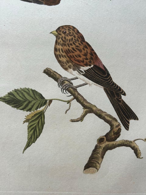 Twite, Fringilla Flavirostris, Antique Hand-Coloured Bird Print, 1809, view 2