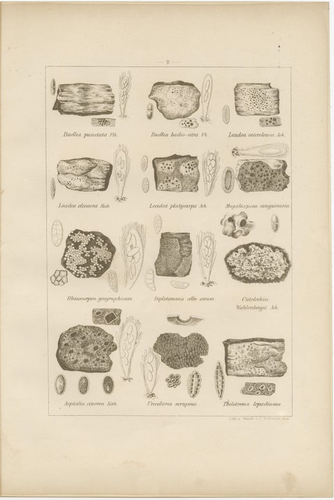 Antique Lichen Prints Set of 6, German Botanical Lithographs 1874, view 5