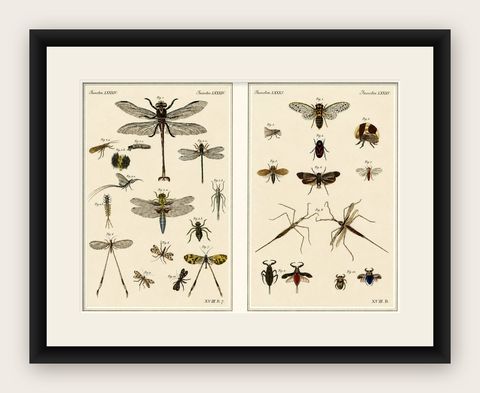 Pair of Antique Dragonfly, Cicada & Exotic Insect Engravings, Bertuch, c.1815, shown framed