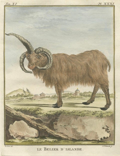 Rare 1769 Iceland Sheep Pair, Hand-Coloured Buffon Engravings Amsterdam, close-up 2