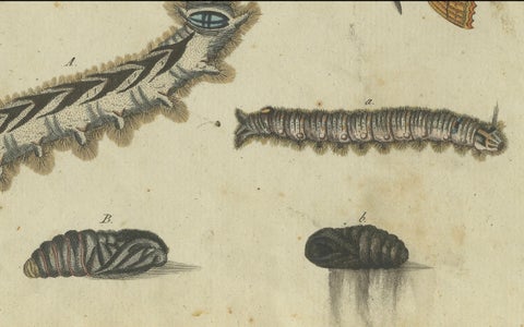 Life Cycle of Moths and Caterpillars: Stages of Transformation, Bertuch, 1805, close-up 1