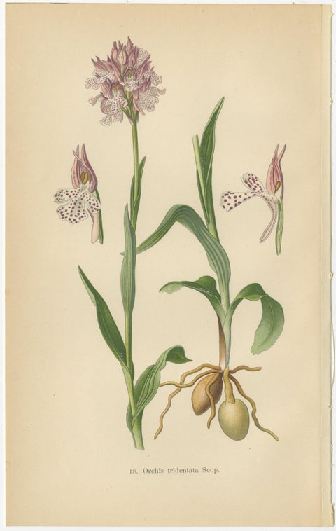 Historical Flora: Orchids of 1904 in Art and Science, view 3