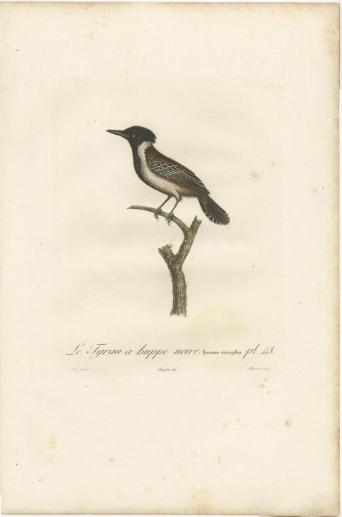 1807 Eastern Kingbird Illustration - 'Le Tyran à huppe noire' Handcolored Print, view 2