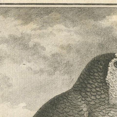 Antique Bird Engraving of a White-Crowned Amazon, close-up 1