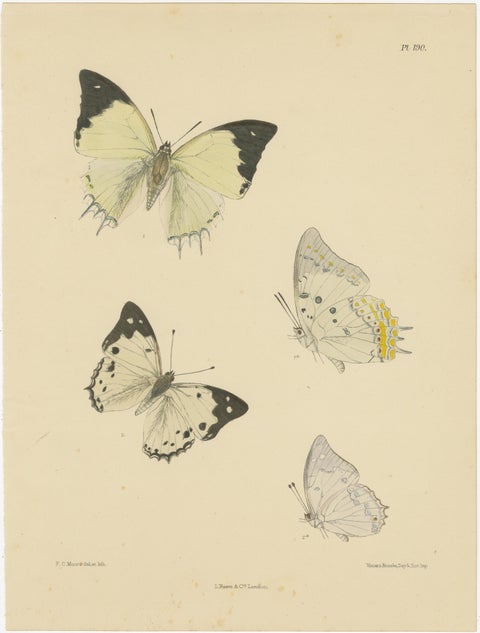 Victorian Butterfly Treasures: Captivating Hand-Colored Lithographs, 1878, view 4