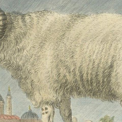 Rare Barbary Sheep Engraving, Hand-Coloured Buffon Amsterdam Edition, 1769, close-up 6