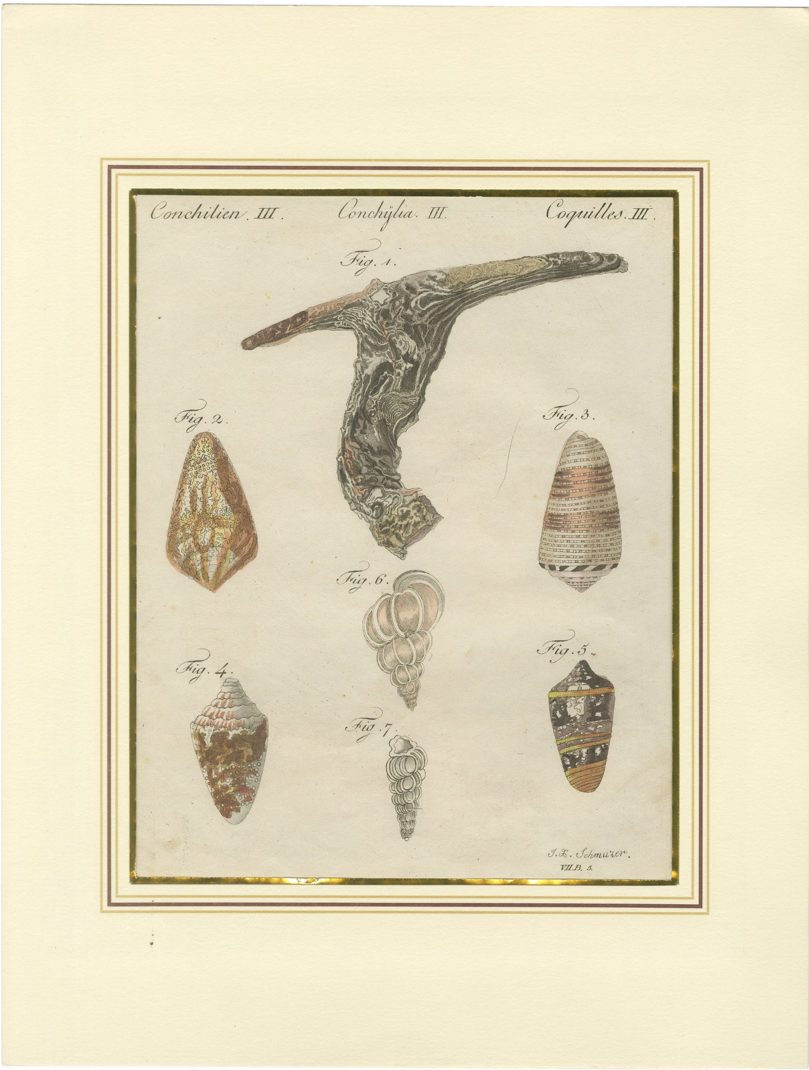 Antique Exotic Seashells & Cone Shells Engraving, Bertuch, c.1800