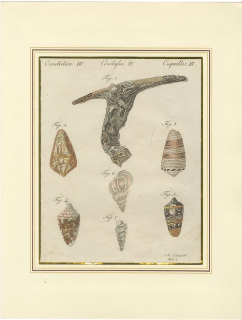 Antique Exotic Seashells & Cone Shells Engraving, Bertuch, c.1800