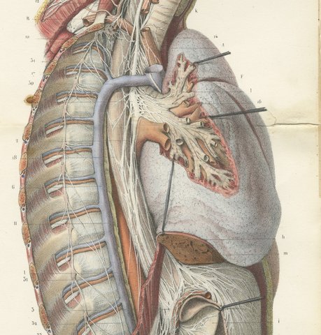 Sympathetic Chain and Vagus in the Thorax, Hirschfeld Double Folding Plate, 1866, view 4