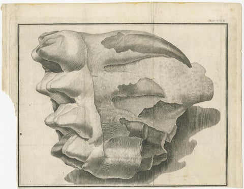 Set of 3 Antique Prints of Mammoth Fossils 'c.1810', view 4