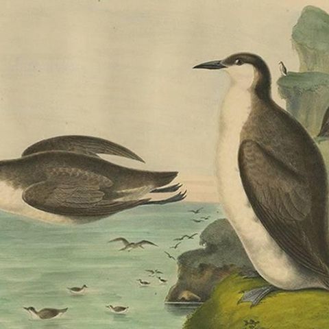 Antique Bird Print of Xantus's Murrlets Made after D.G. Elliot, 1869, close-up 2