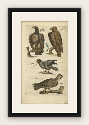 Original Antique Engraving of Various Birds of Prey, like Eagles & Harrier, 1657, shown framed