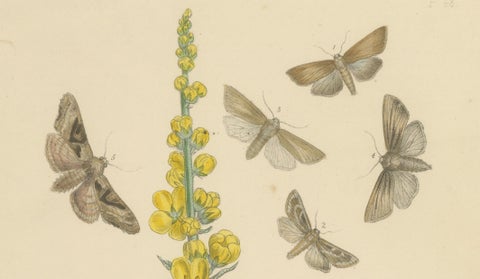 British Moths and Caterpillars on Mullein, Humphreys & Westwood, 1845, close-up 2