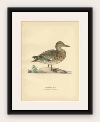 Antique Bird Print of the European Teal by Von Wright '1929', shown framed