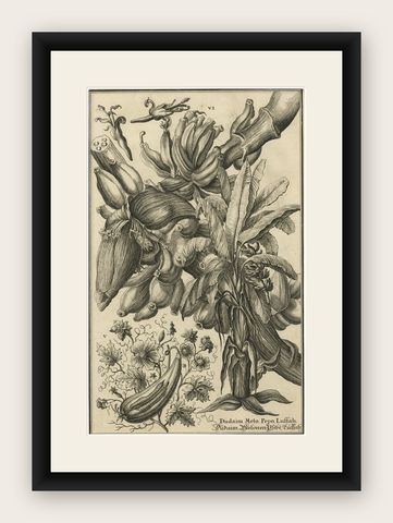 Biblical Botanical Print, Dudaim Melon Engraving by Corvinus, 1731, shown framed