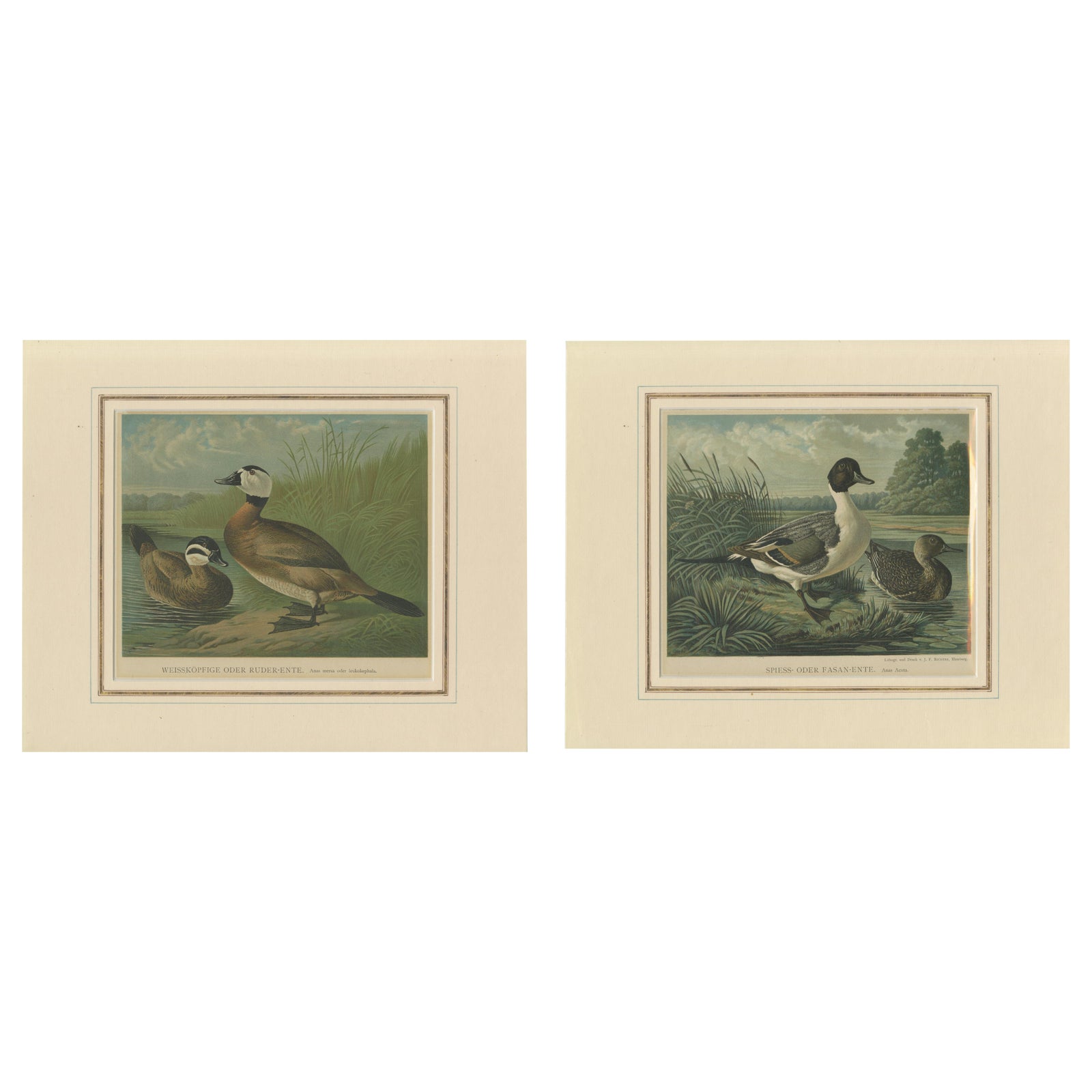 Elegant 1880 Lithographs of Ducks: White-headed Duck and Northern Pintail