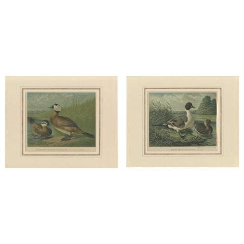 Elegant 1880 Lithographs of Ducks: White-headed Duck and Northern Pintail