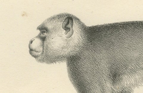 Macaque, Mandrill & Dikbuik Monkeys, Lithographs by C.C. Last, 1836, close-up 4