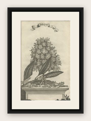 Rare Old Copper Engraving of a Clove Tree in the East Indies, Asia, 1659, shown framed