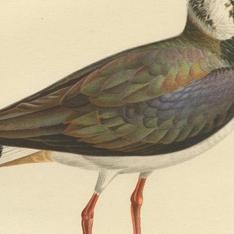 Antique Bird Print of the Northern Lapwing 'Male' by Von Wright, 1929, close-up 2
