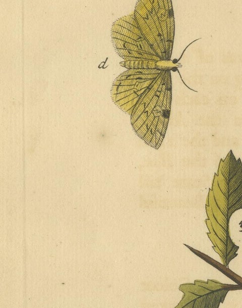 English Moths on Hawthorn, Antique Insect Print by Eleazar Albin, 1720, view 8