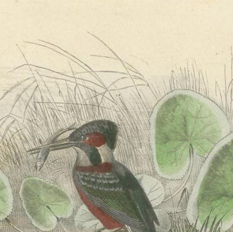 Antique Bird Print Depicting Three Species of Kingfisher, circa 1850, close-up 1