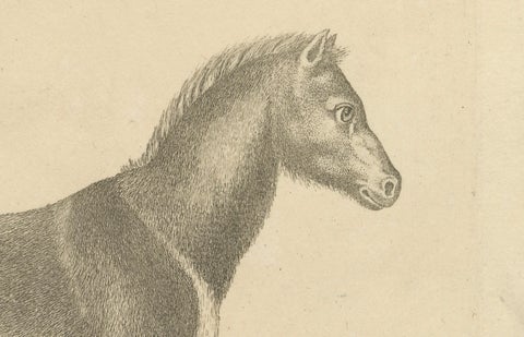 Antique Engraving of a Horse (Equus Caballus Linn.), drawn by Borifow, ca.1800, close-up 3