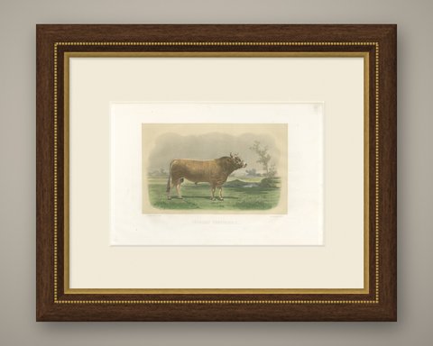 Parthenais Bull, Antique Cattle Print after Van Marcke, 1873, shown framed