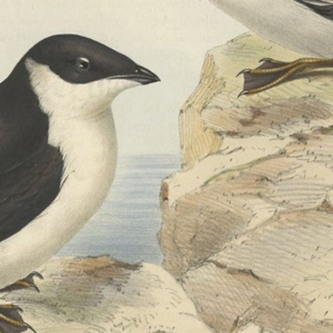 Old Bird Print Depicting the Little Auk by Gould, 1832, close-up 3