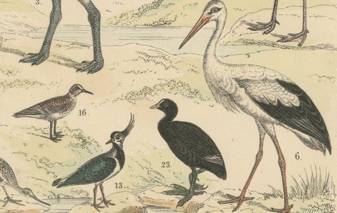 Wading Birds & Cranes Print: Flamingo, Stork, Ibis, Bustard, Antique 1867, close-up 6